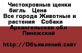 Чистокровные щенки бигль › Цена ­ 15 000 - Все города Животные и растения » Собаки   . Архангельская обл.,Пинежский 